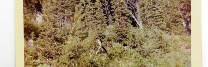 forest on Skalkaho Falls pass cir 1959