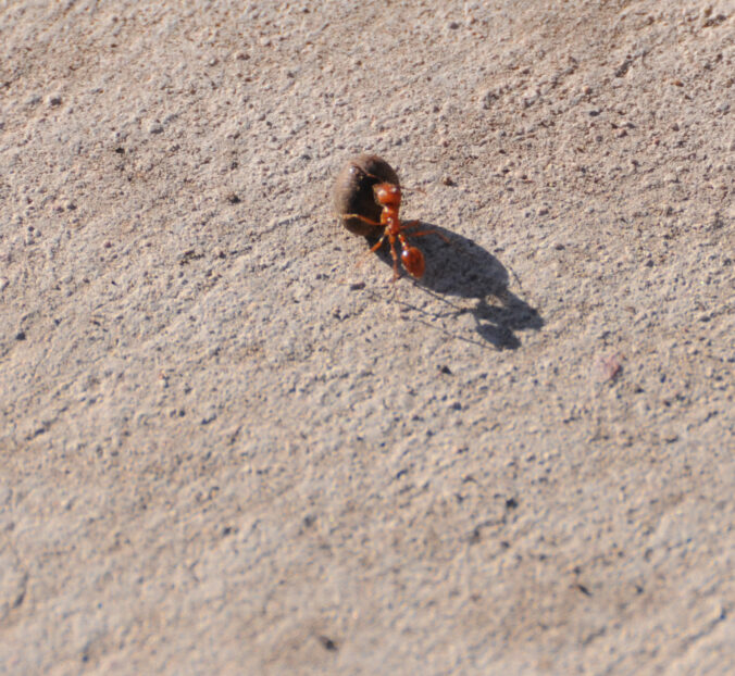 ant moving a seed that is bigger than it is