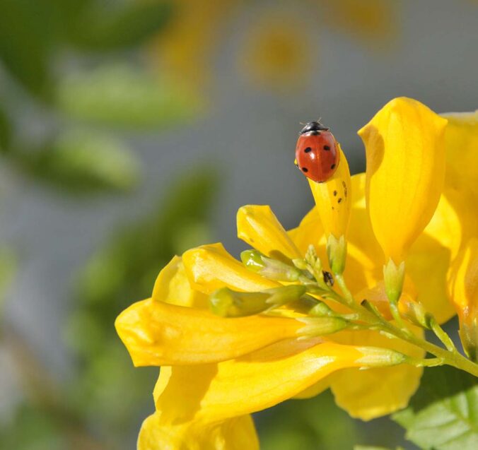 lady beatle