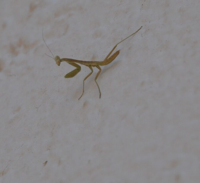 green praying mantis