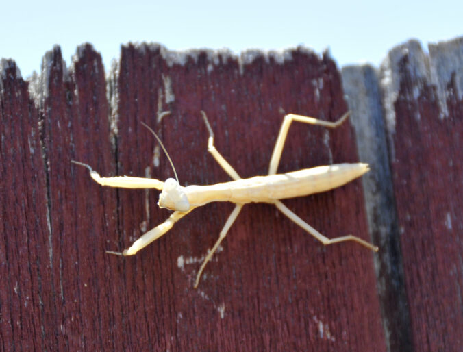 white praying mantis
