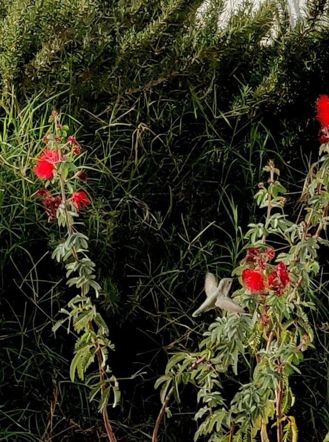 Hummingbird