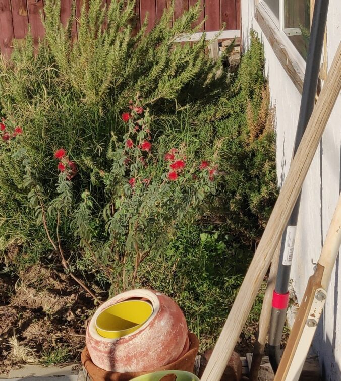 red flowers