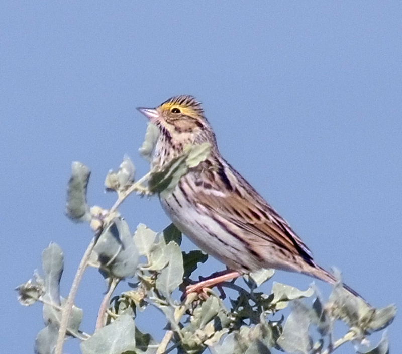 savannah sparrow on bush