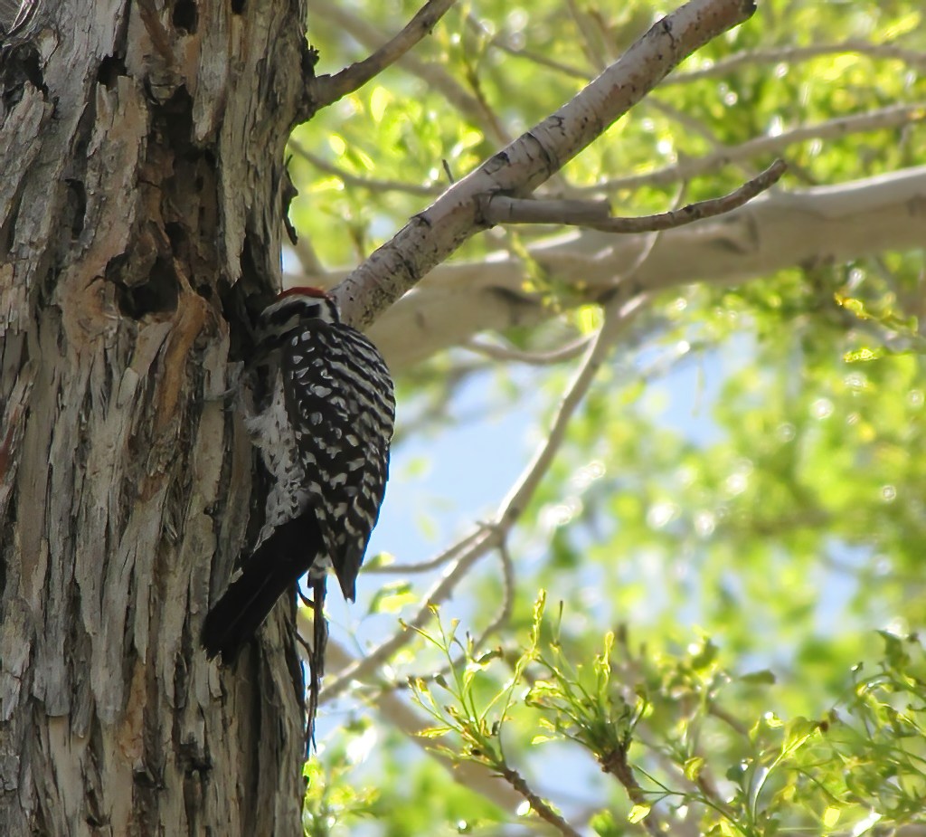 ladder-backed woodpecker with head in hole